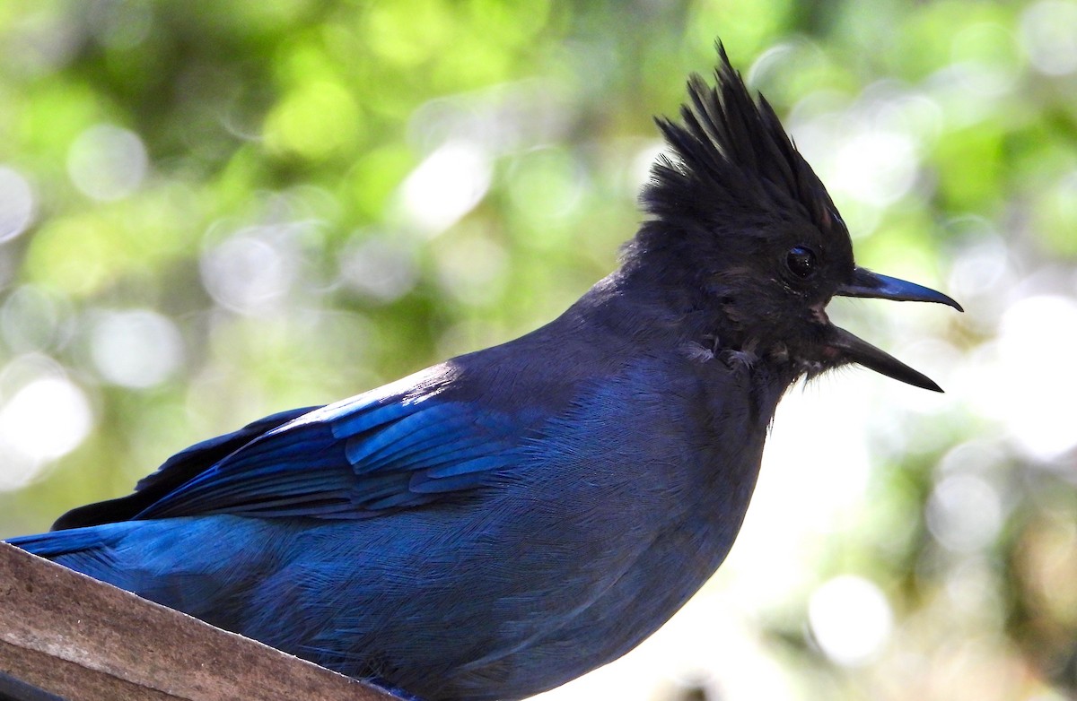 Steller's Jay (Coastal) - ML625024562