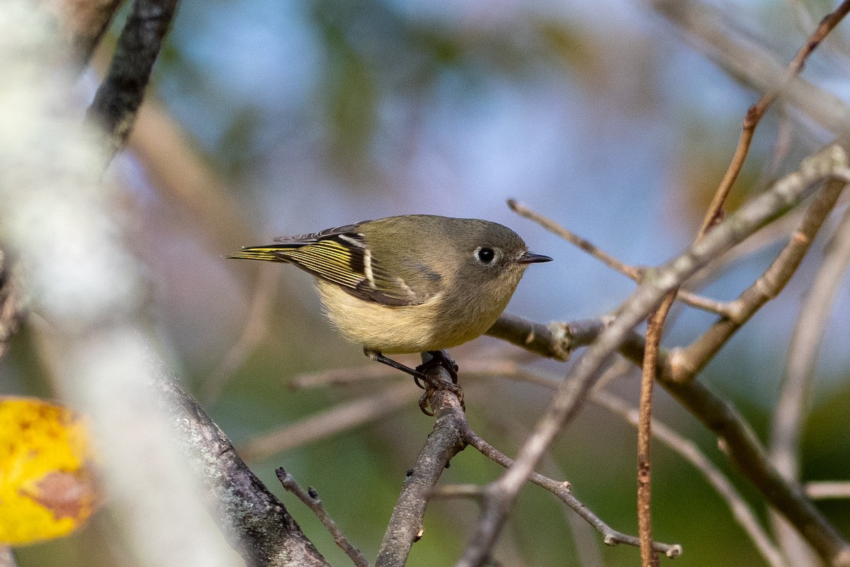 Ruby-crowned Kinglet - ML625024578