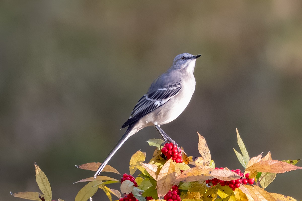 Northern Mockingbird - ML625024587