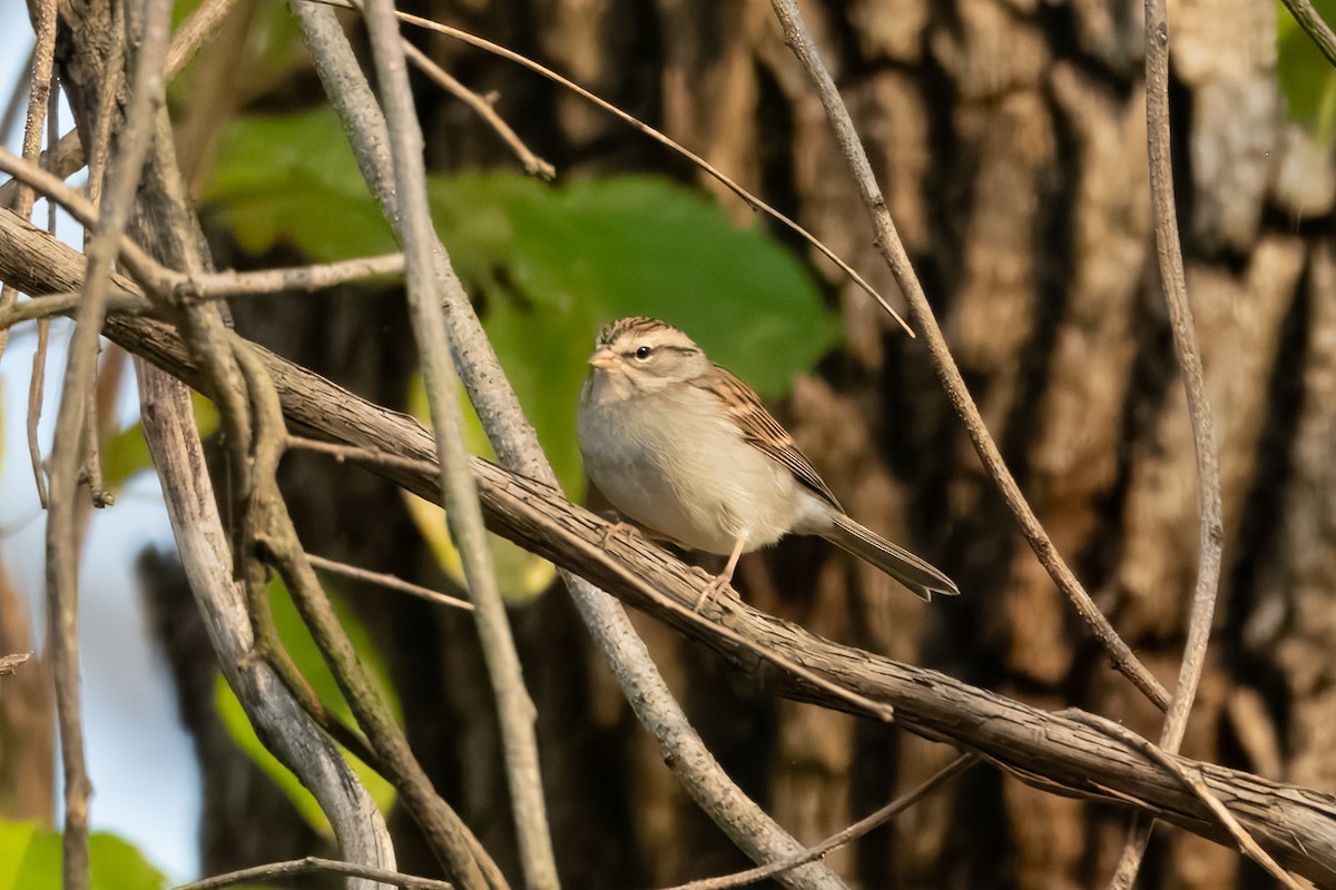 Chipping Sparrow - ML625024600