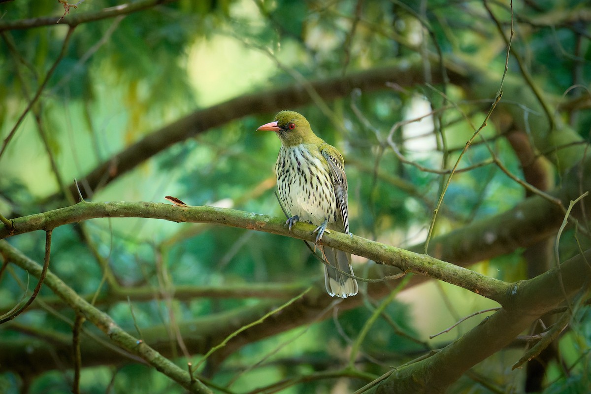 Olive-backed Oriole - ML625024609