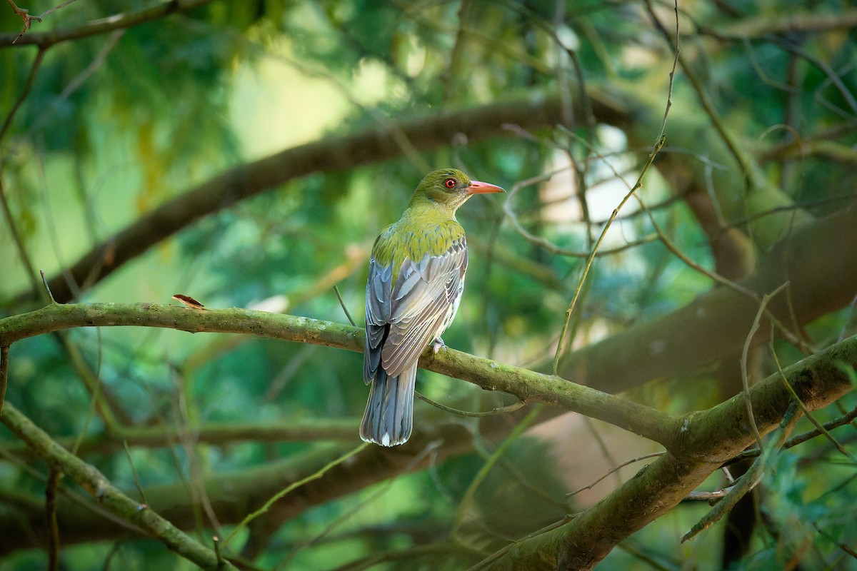 Olive-backed Oriole - ML625024610