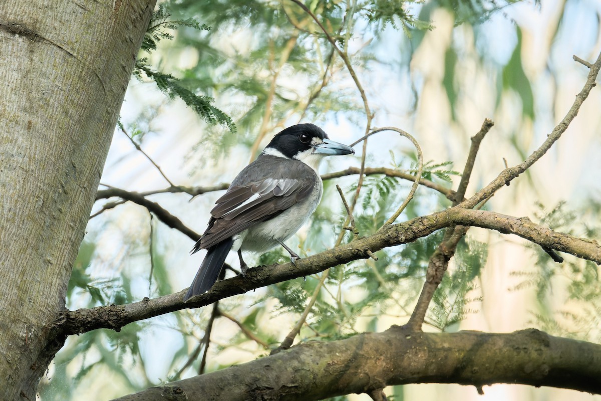 Gray Butcherbird - ML625024611