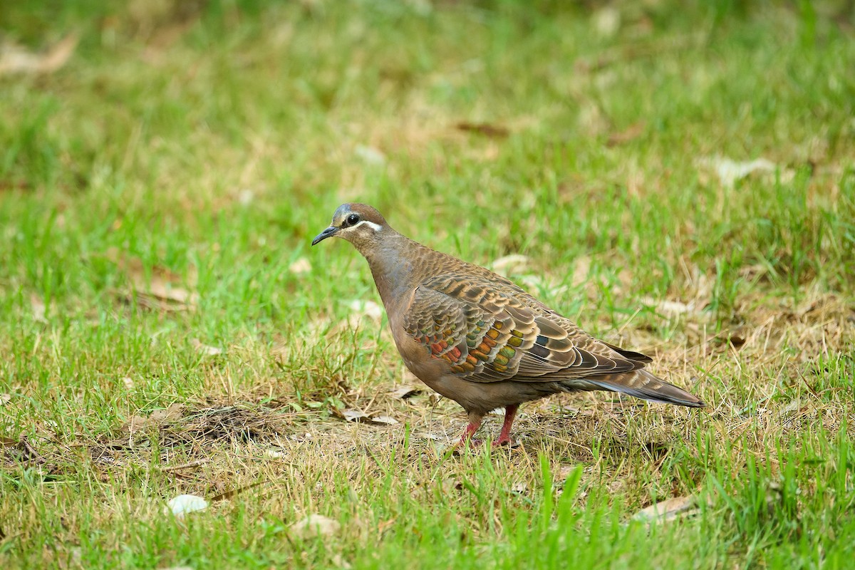 Common Bronzewing - ML625024622