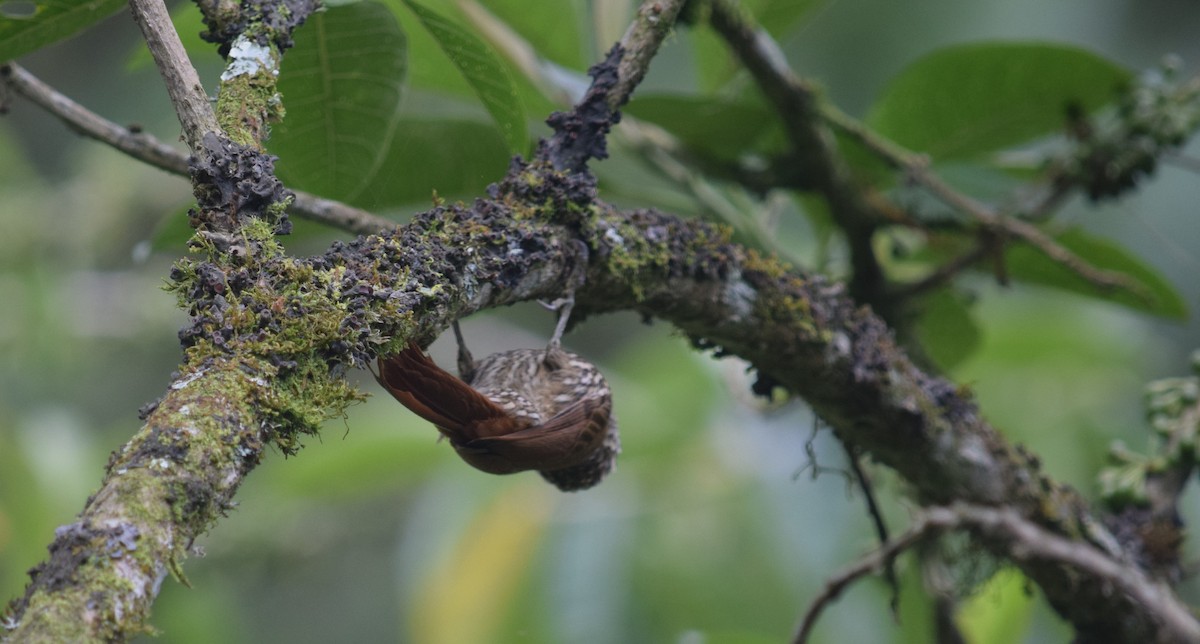 Streak-headed Woodcreeper - ML625024632