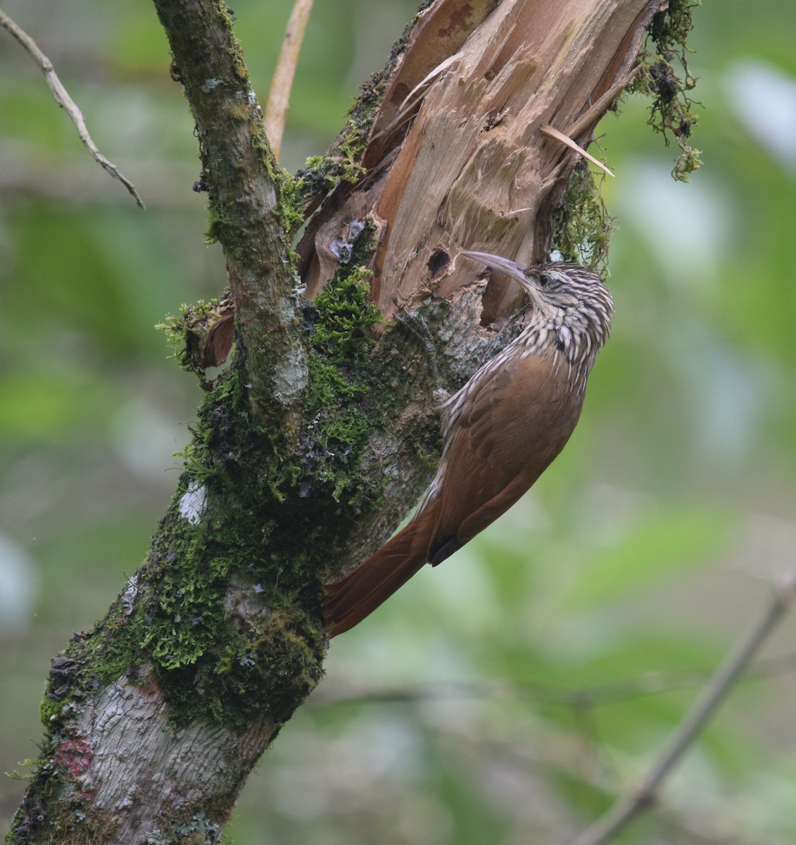 Streak-headed Woodcreeper - ML625024633