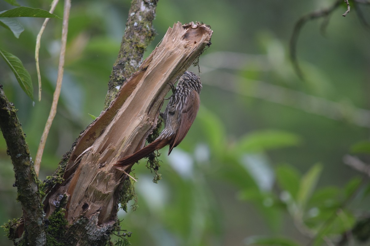 Streak-headed Woodcreeper - ML625024634