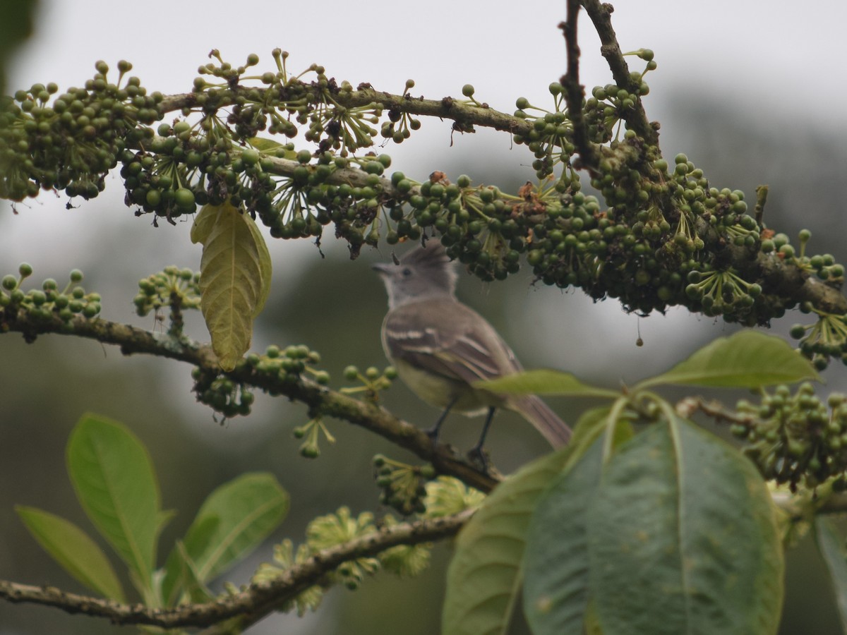 Yellow-bellied Elaenia - ML625024642
