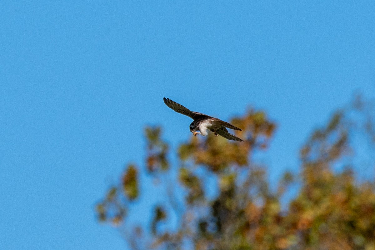 American Kestrel - ML625024645