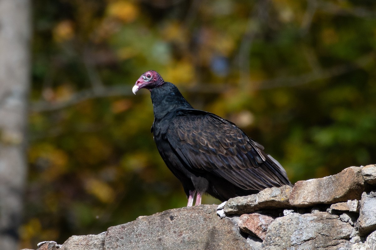 Turkey Vulture - ML625024720