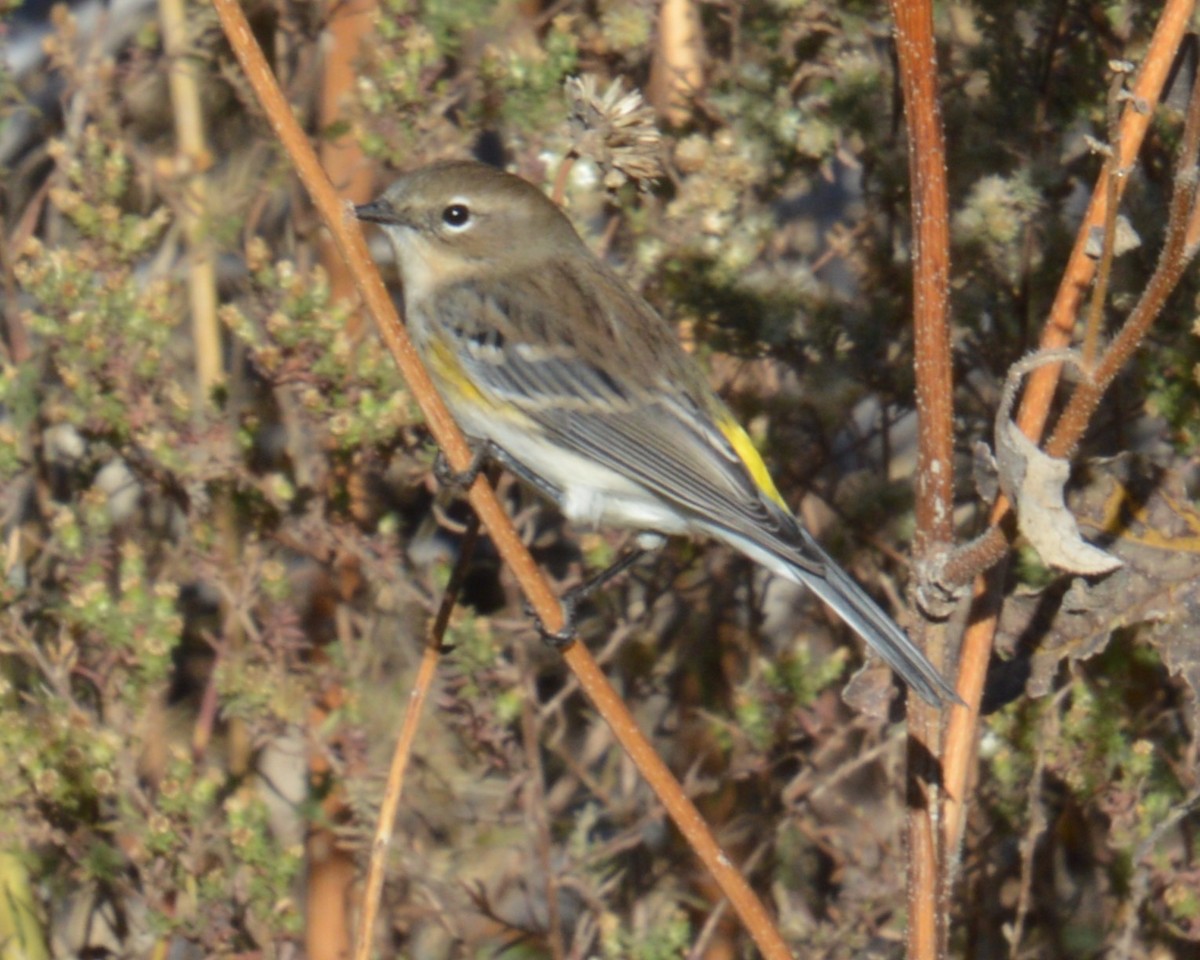 Yellow-rumped Warbler - Liz Almlie