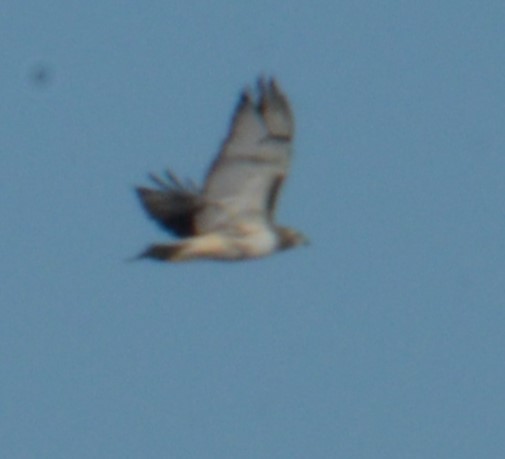 Red-tailed Hawk - Liz Almlie