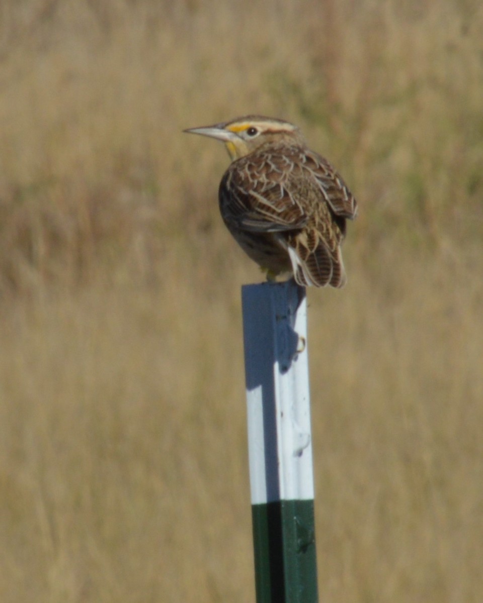 Western Meadowlark - Liz Almlie