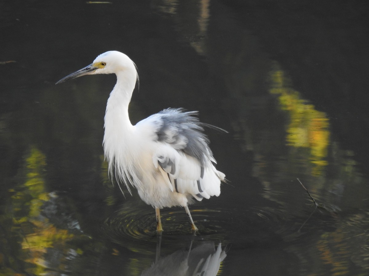 Little Blue Heron x Snowy Egret (hybrid) - ML625024962