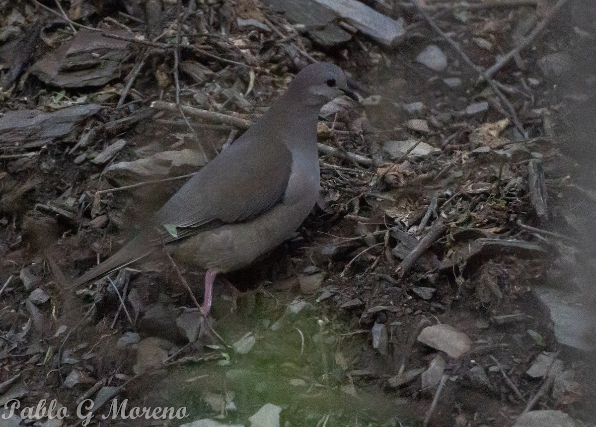 Large-tailed Dove - ML625025065