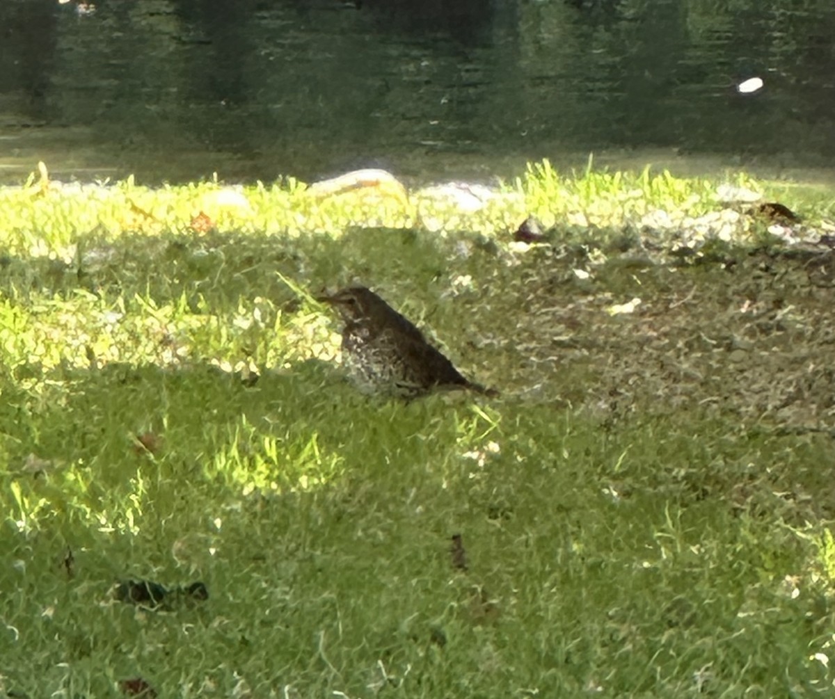 drozd zpěvný - ML625025248