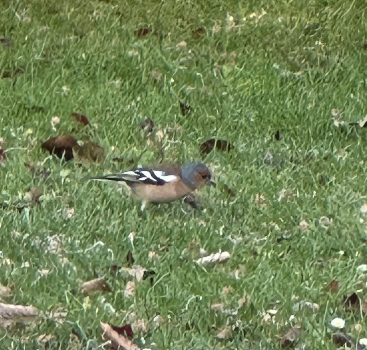 pěnkava obecná - ML625025250