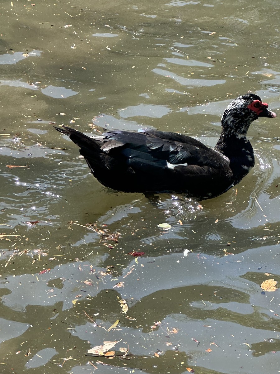 pižmovka americká (domestikovaná) - ML625025267