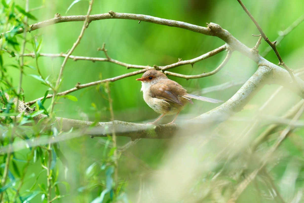 Superb Fairywren - ML625025389