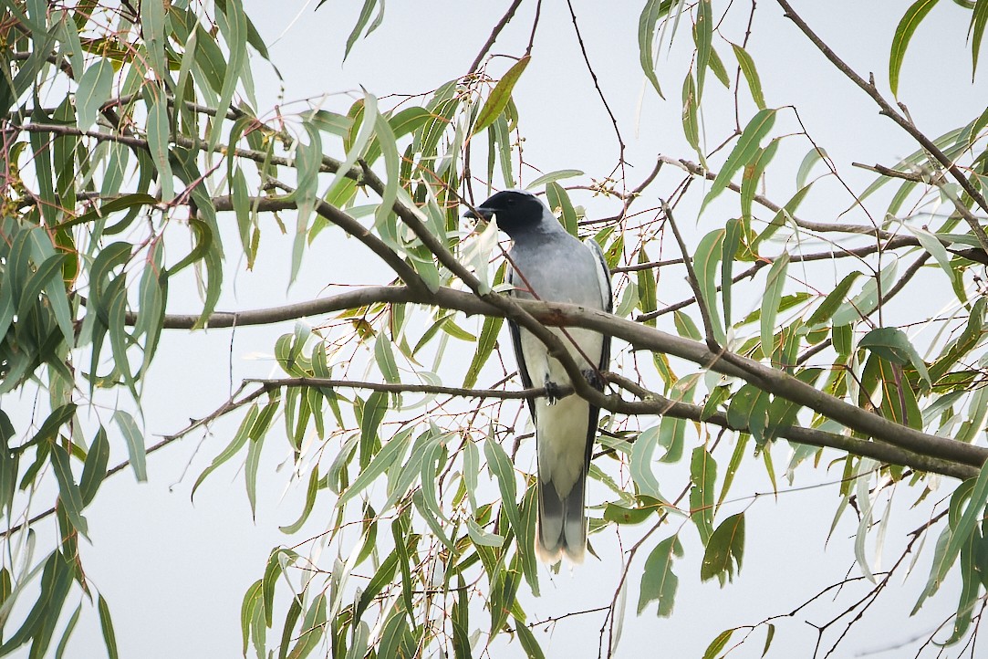 Black-faced Cuckooshrike - ML625025395