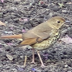 Hermit Thrush (faxoni/crymophilus) - ML625025452