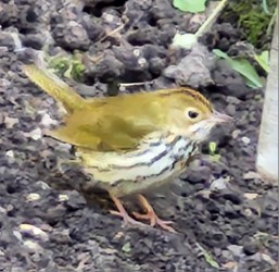 Ovenbird - ML625025470