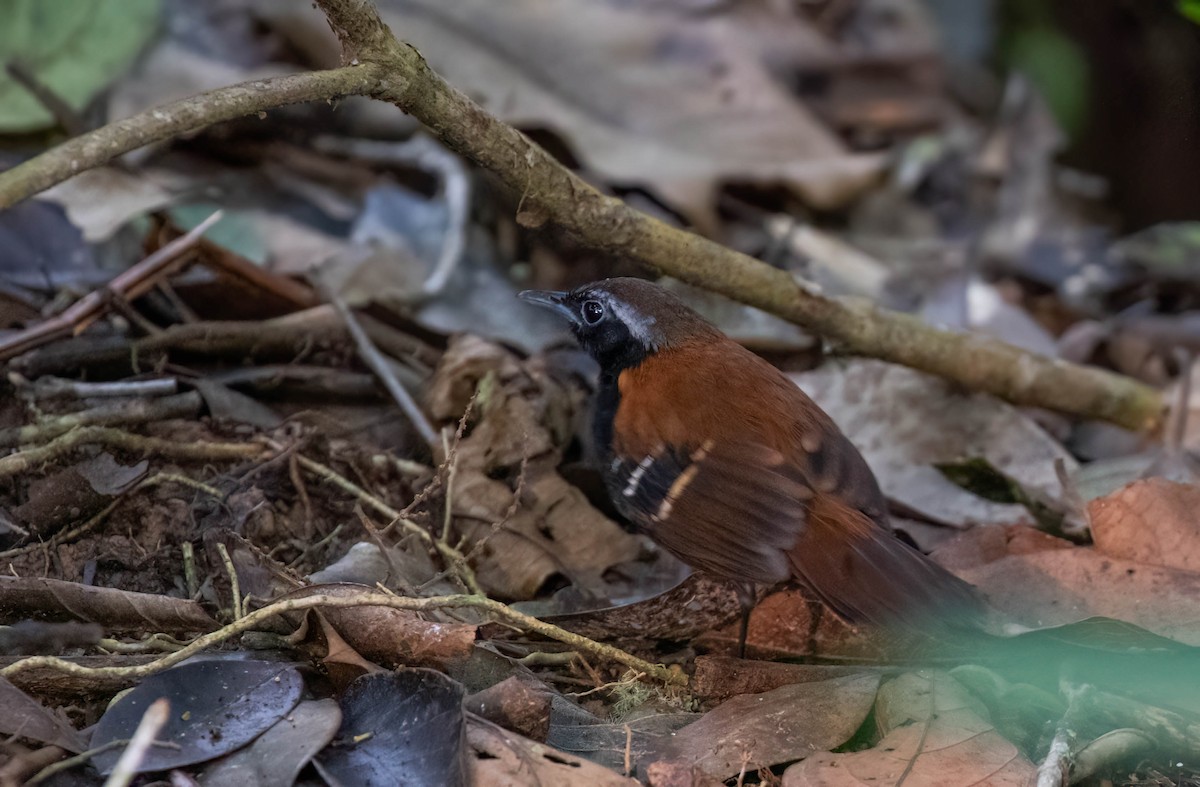 Cordillera Azul Antbird - ML625025550