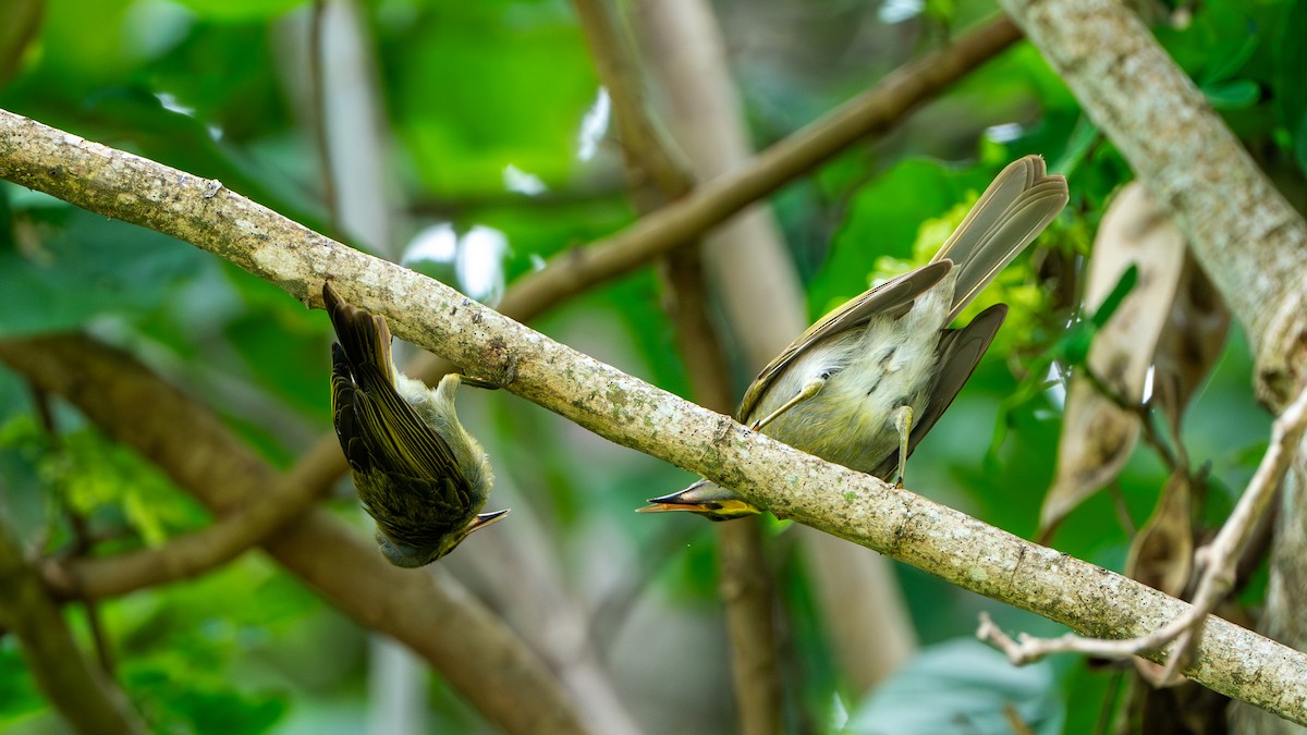 Eastern Wattled-Honeyeater - ML625025619