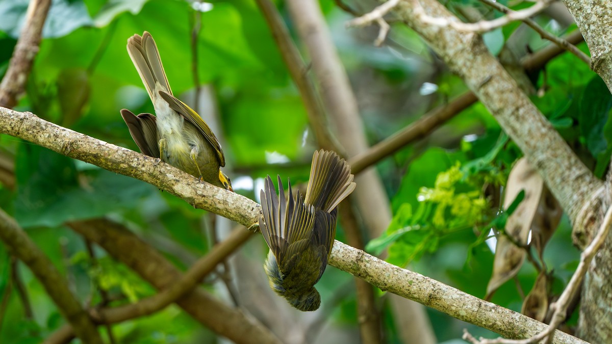 Eastern Wattled-Honeyeater - ML625025620