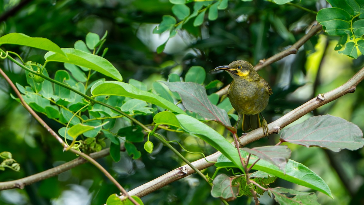 Eastern Wattled-Honeyeater - ML625025638