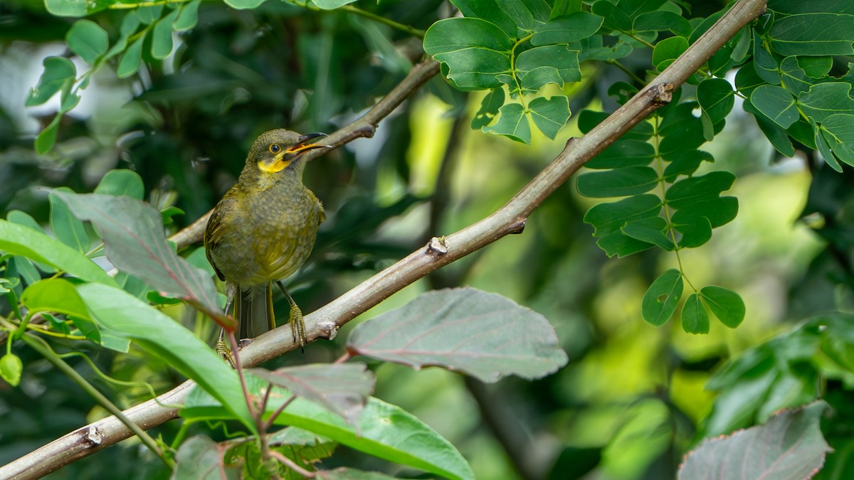 Eastern Wattled-Honeyeater - ML625025639