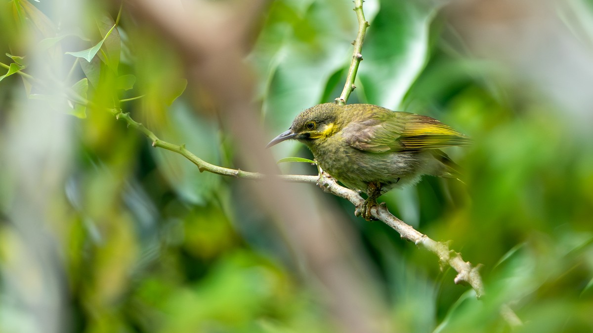 Eastern Wattled-Honeyeater - ML625025640