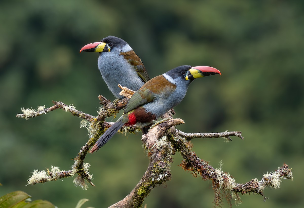 Gray-breasted Mountain-Toucan - ML625025695