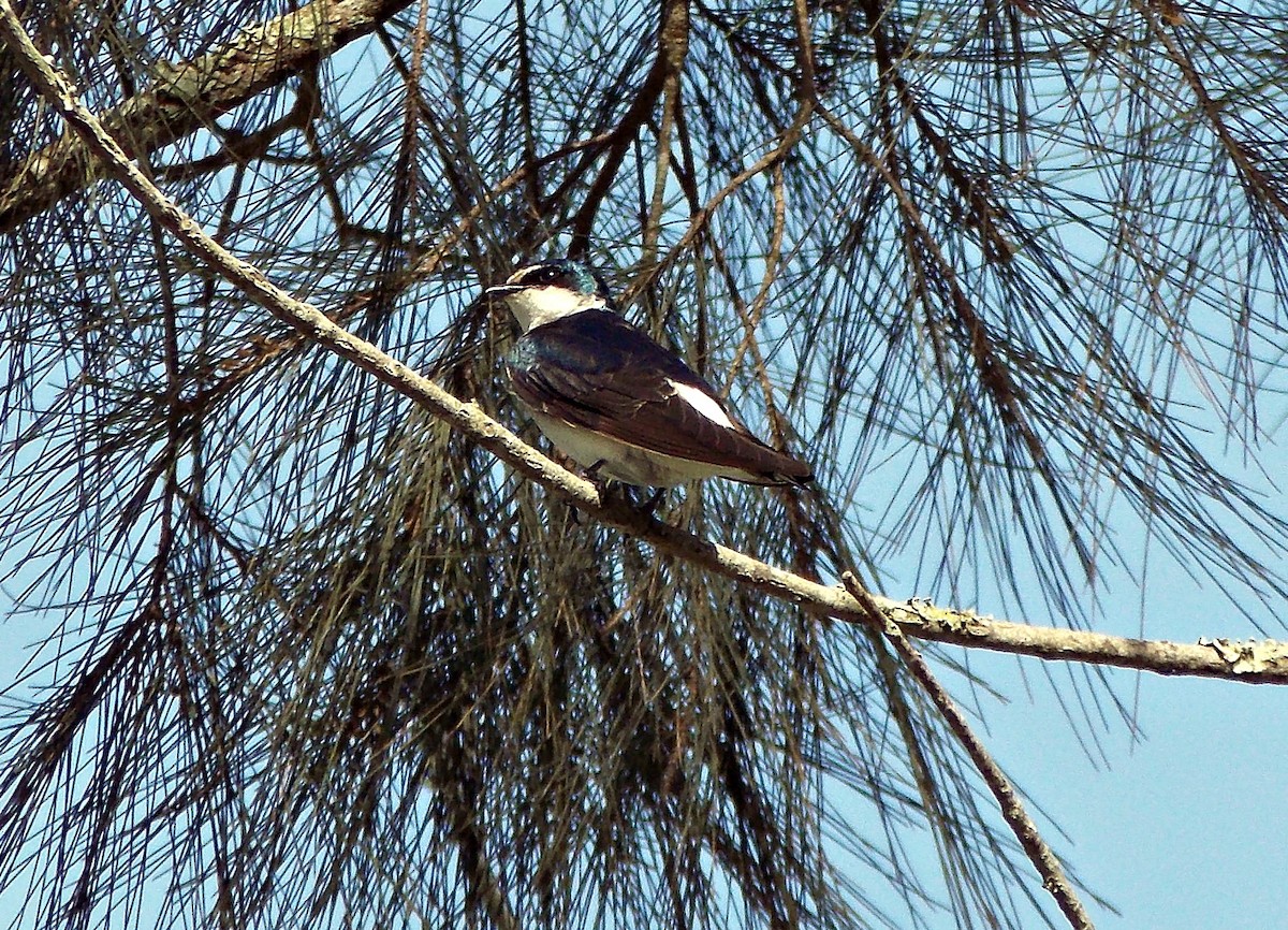 White-rumped Swallow - ML625025843
