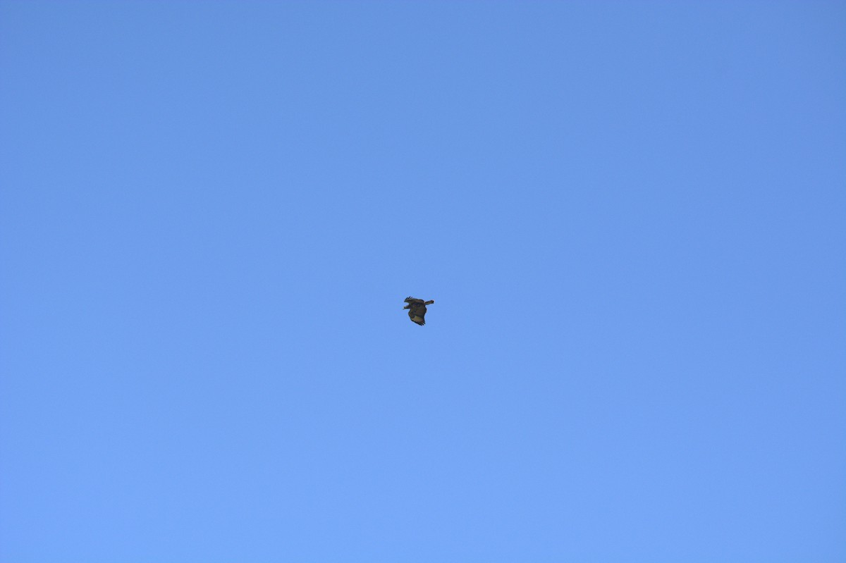 Great Black Hawk - ML625025868