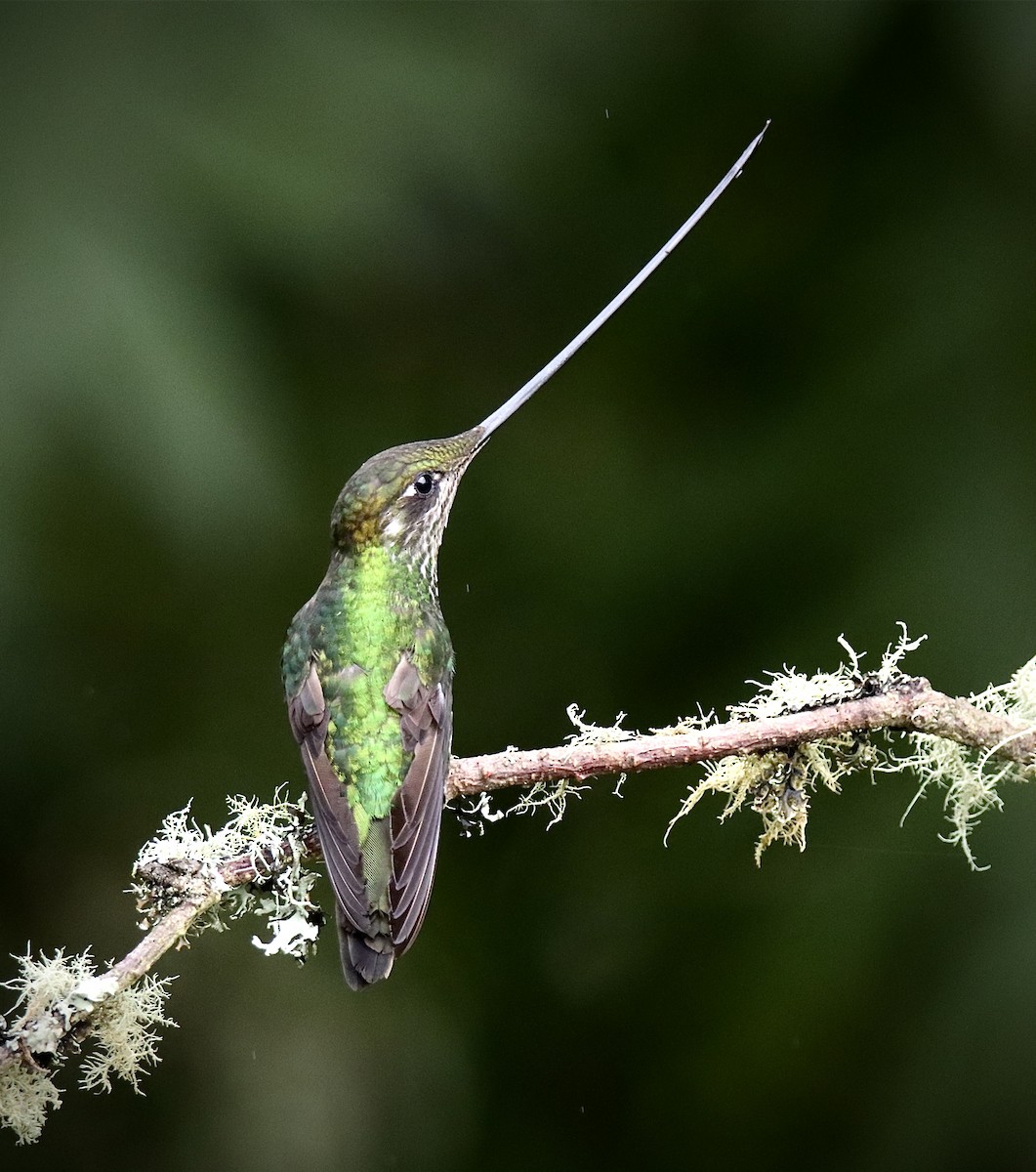 Sword-billed Hummingbird - ML625025936