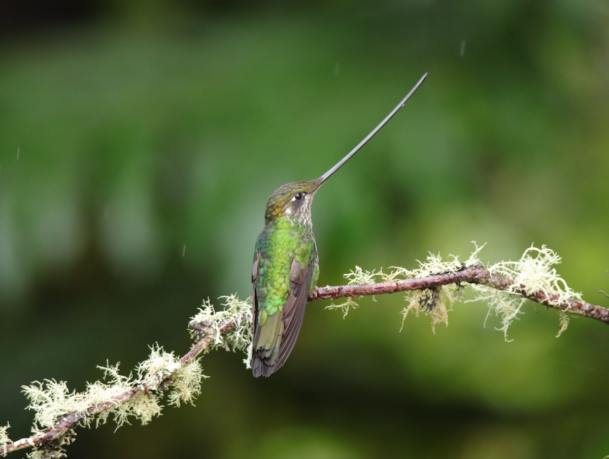 Sword-billed Hummingbird - ML625025937