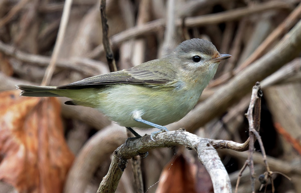 Western Warbling Vireo - Aidan Brubaker