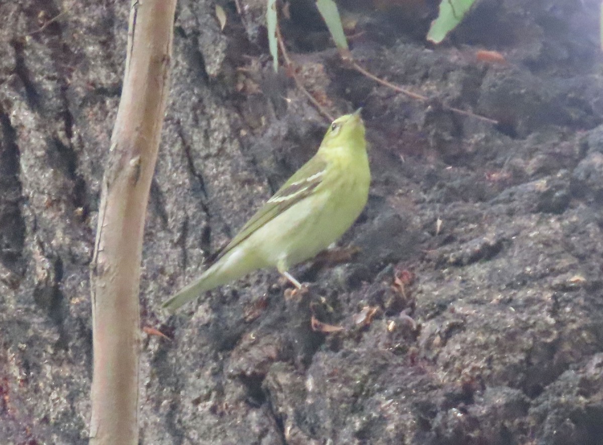 Blackpoll Warbler - ML625026006
