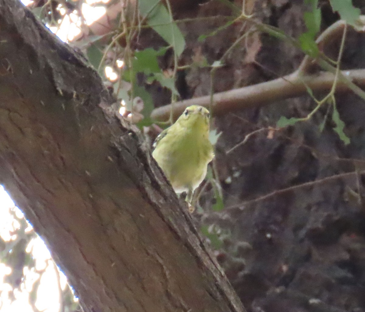 Blackpoll Warbler - ML625026007