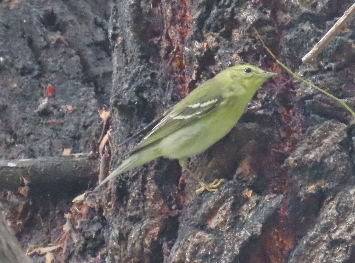 Blackpoll Warbler - ML625026008