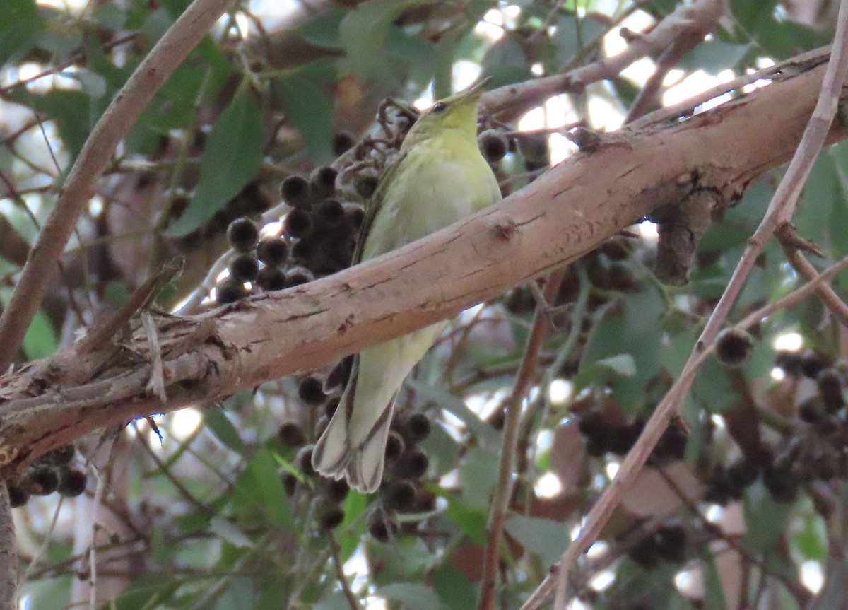 Blackpoll Warbler - ML625026009