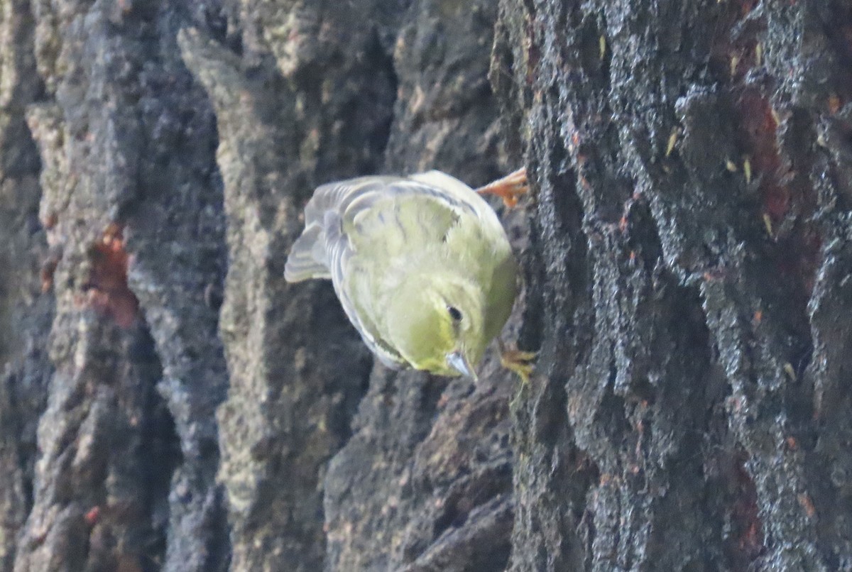 Blackpoll Warbler - ML625026010