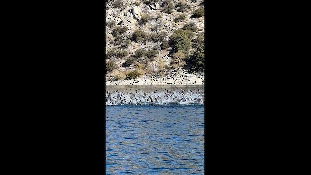 American Coot - ML625026509