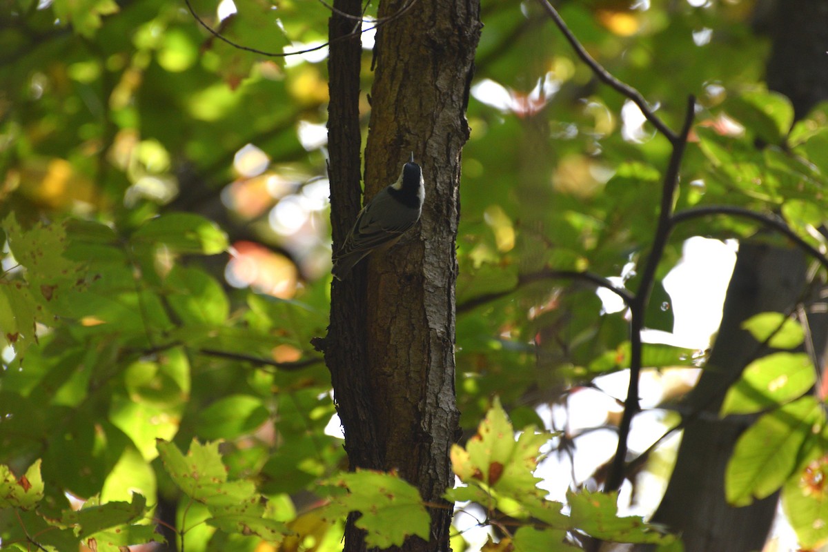 Повзик каролінський (підвид carolinensis) - ML625026510