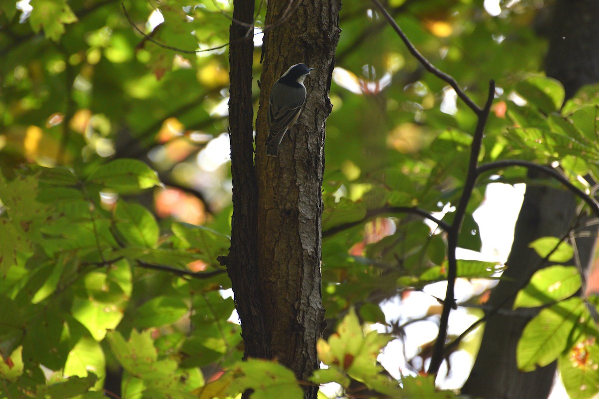 Повзик каролінський (підвид carolinensis) - ML625026511