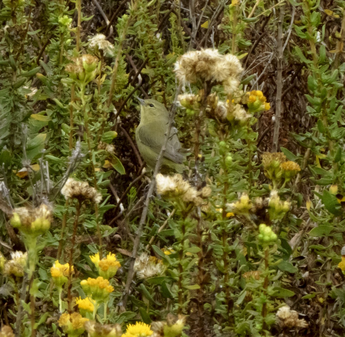 Orange-crowned Warbler - ML625026585