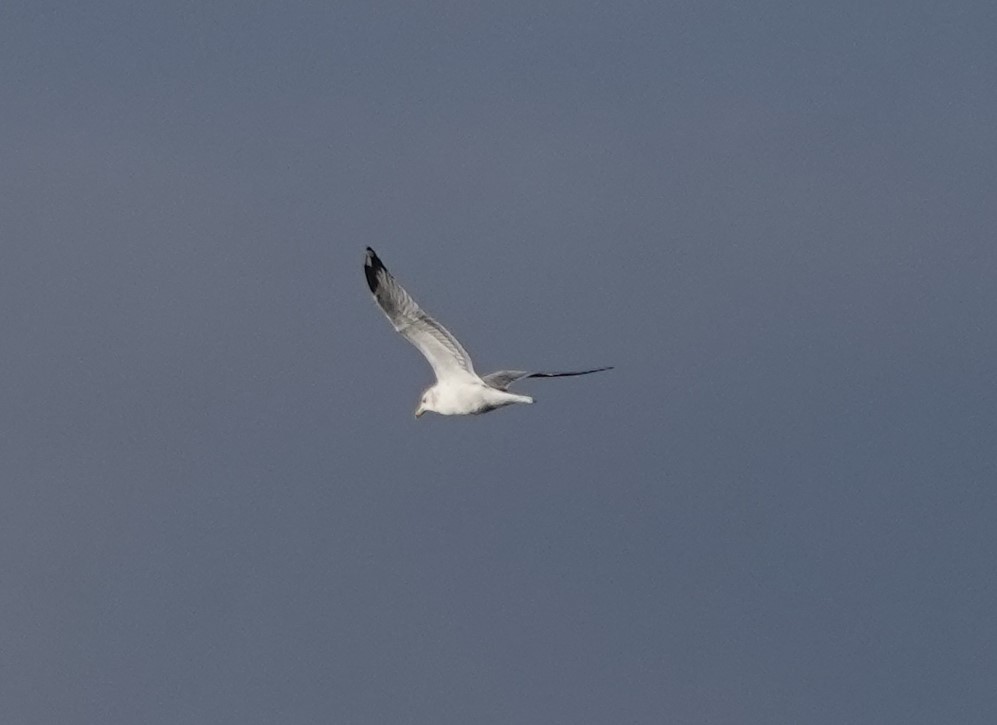 California Gull - ML625026782