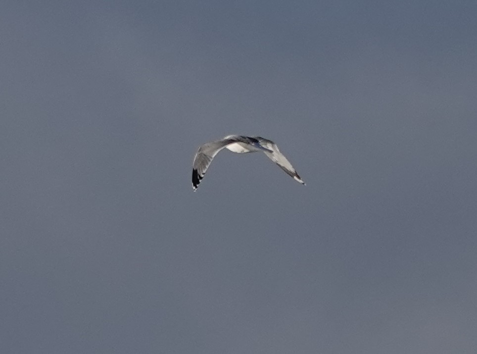 California Gull - ML625026783
