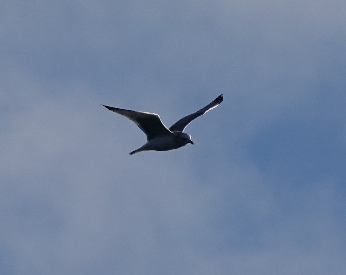 California Gull - ML625026784